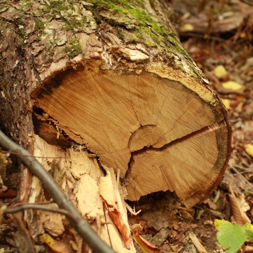 Fomes fomentarius 