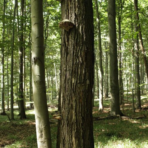 Fomes fomentarius 