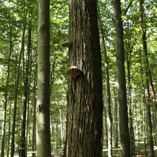 Fomes fomentarius 