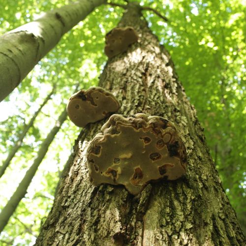 Fomes fomentarius 