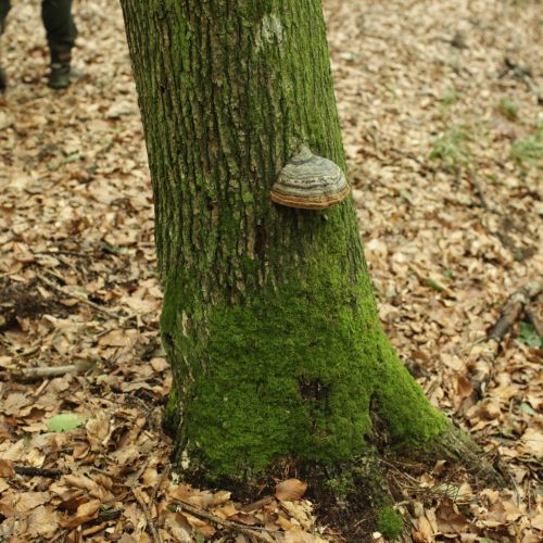 Fomes fomentarius 