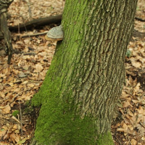 Fomes fomentarius 