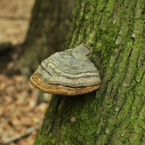 Fomes fomentarius 