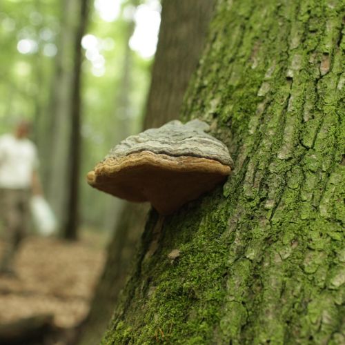 Fomes fomentarius 