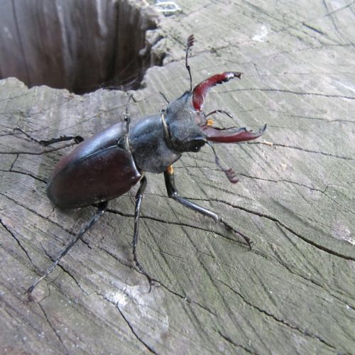 Lucanus cervus 