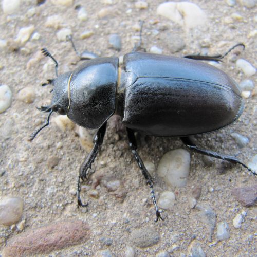 Lucanus cervus 