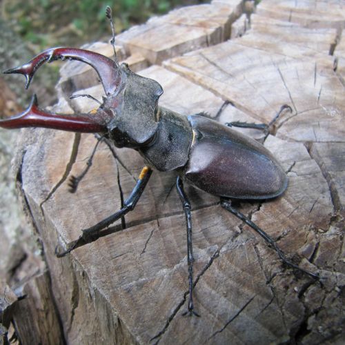 Lucanus cervus 