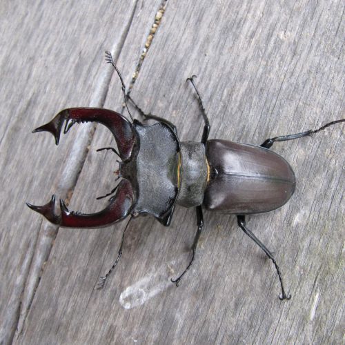 Lucanus cervus 