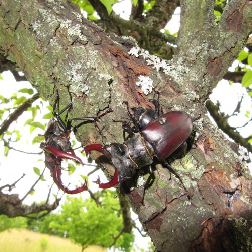 Lucanus cervus 