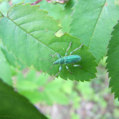 Phyllobius, Polydrusus