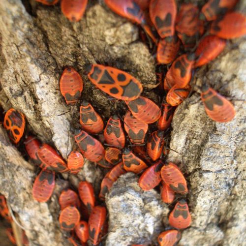 Pyrrhocoris apterus