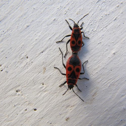 Pyrrhocoris apterus