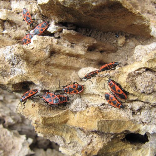 Pyrrhocoris apterus