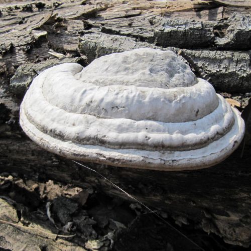 Fomes fomentarius 