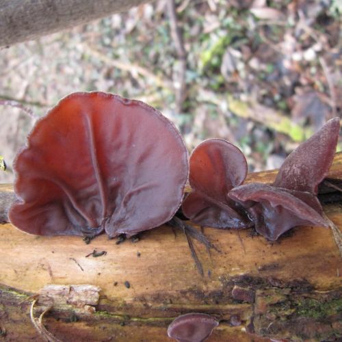 Auricularia auricula-judae