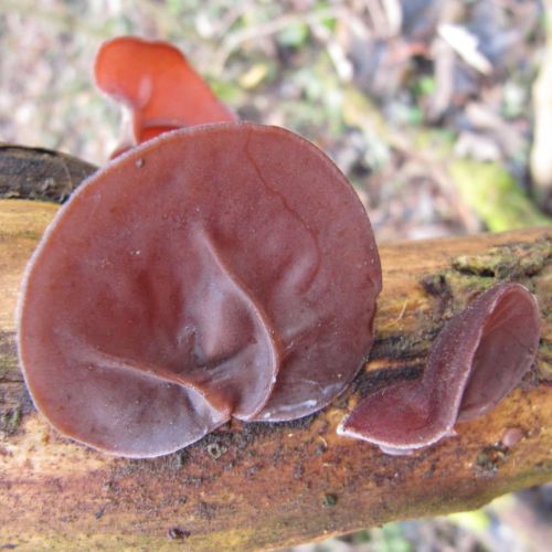 Auricularia auricula-judae