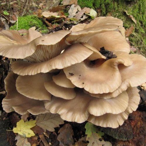 Pleurotus ostreatus 