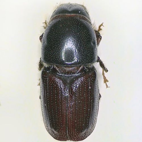 Scolytus ratzeburgi 