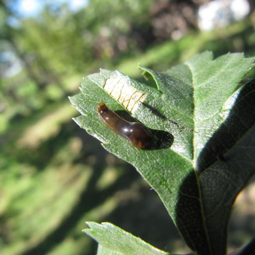 Caliroa cerasi