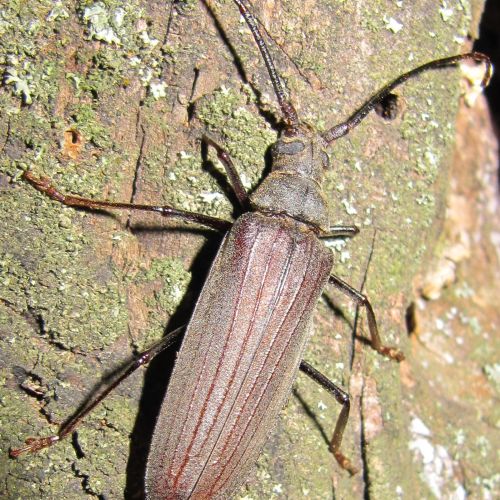 Aegosoma scabricorne 