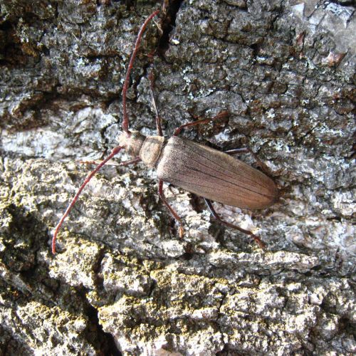 Aegosoma scabricorne 