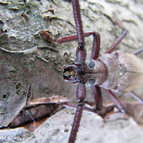 Aegosoma scabricorne 