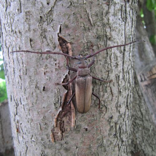 Aegosoma scabricorne 