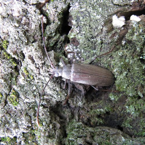 Aegosoma scabricorne 