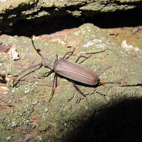 Aegosoma scabricorne 