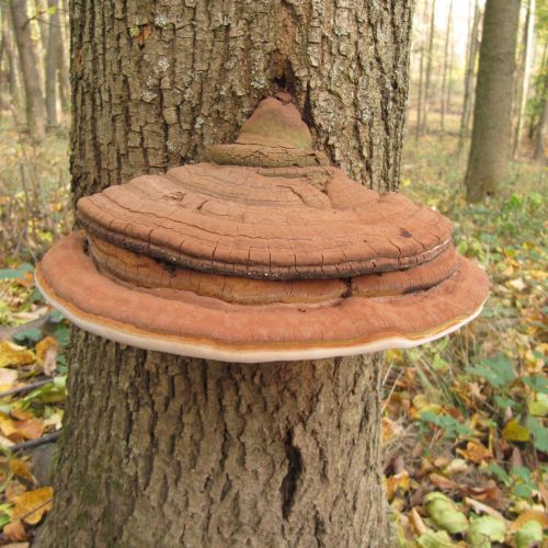 Ganoderma australe 