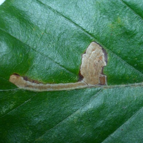 Stigmella hemargyrella