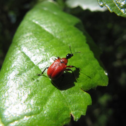 Apoderus coryli