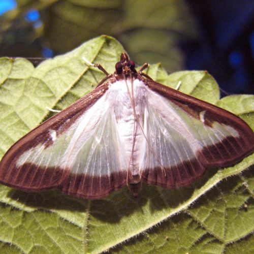 Cydalima perspectalis