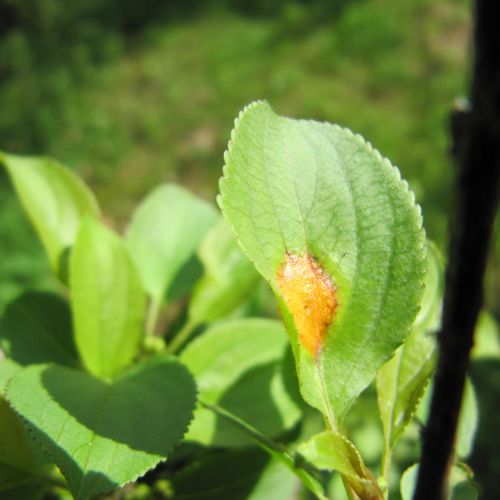 Puccinia coronata 