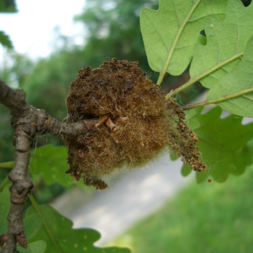 Andricus caputmedusae