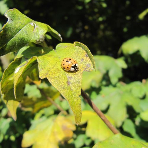 Harmonia axyridis