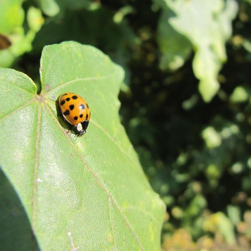 Harmonia axyridis