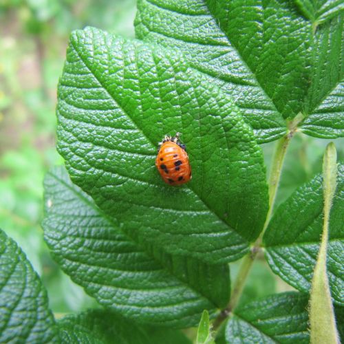 Harmonia axyridis