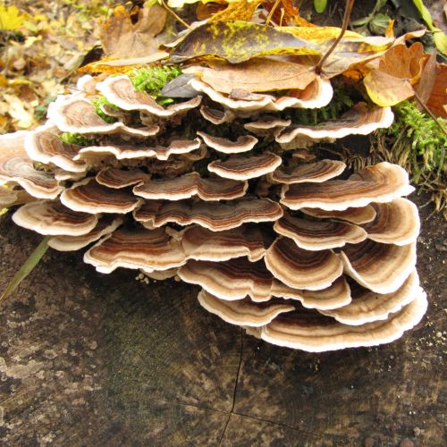 Trametes versicolor