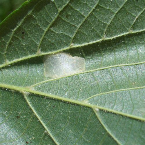 Phyllonorycter issikii