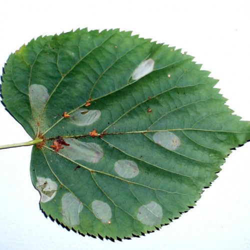 Phyllonorycter issikii