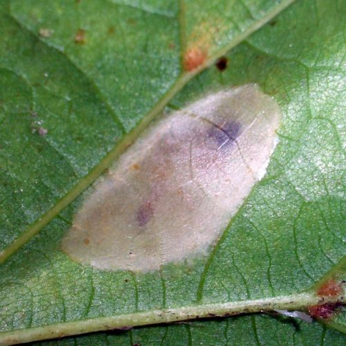 Phyllonorycter issikii