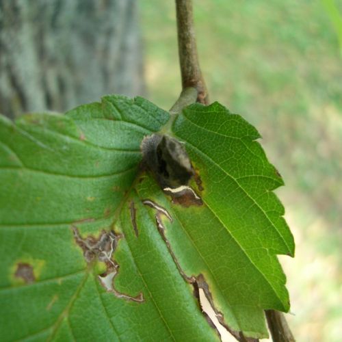 Colopha compressa