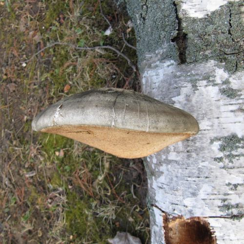 Piptoporus betulinus 