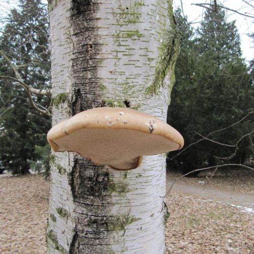 Piptoporus betulinus 