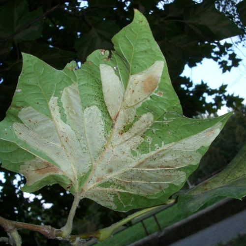 Phyllonorycter platani