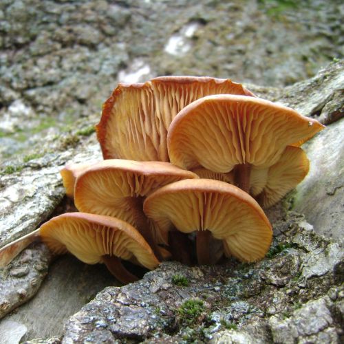 Flammulina velutipes