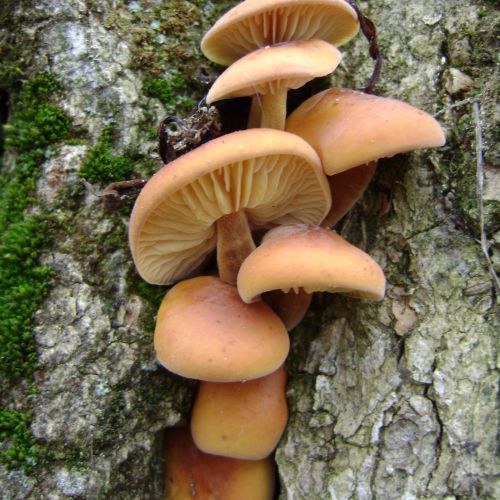 Flammulina velutipes