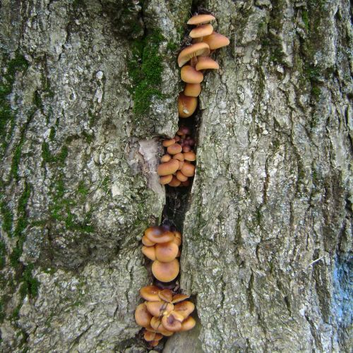 Flammulina velutipes