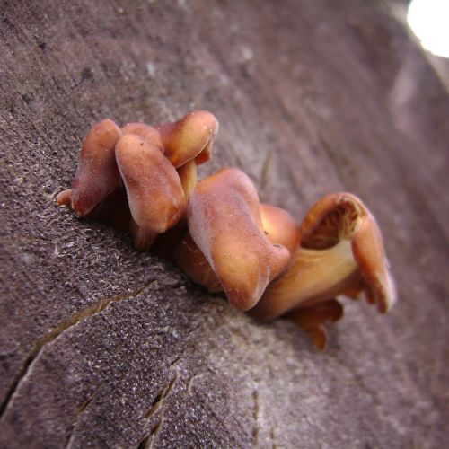 Flammulina velutipes